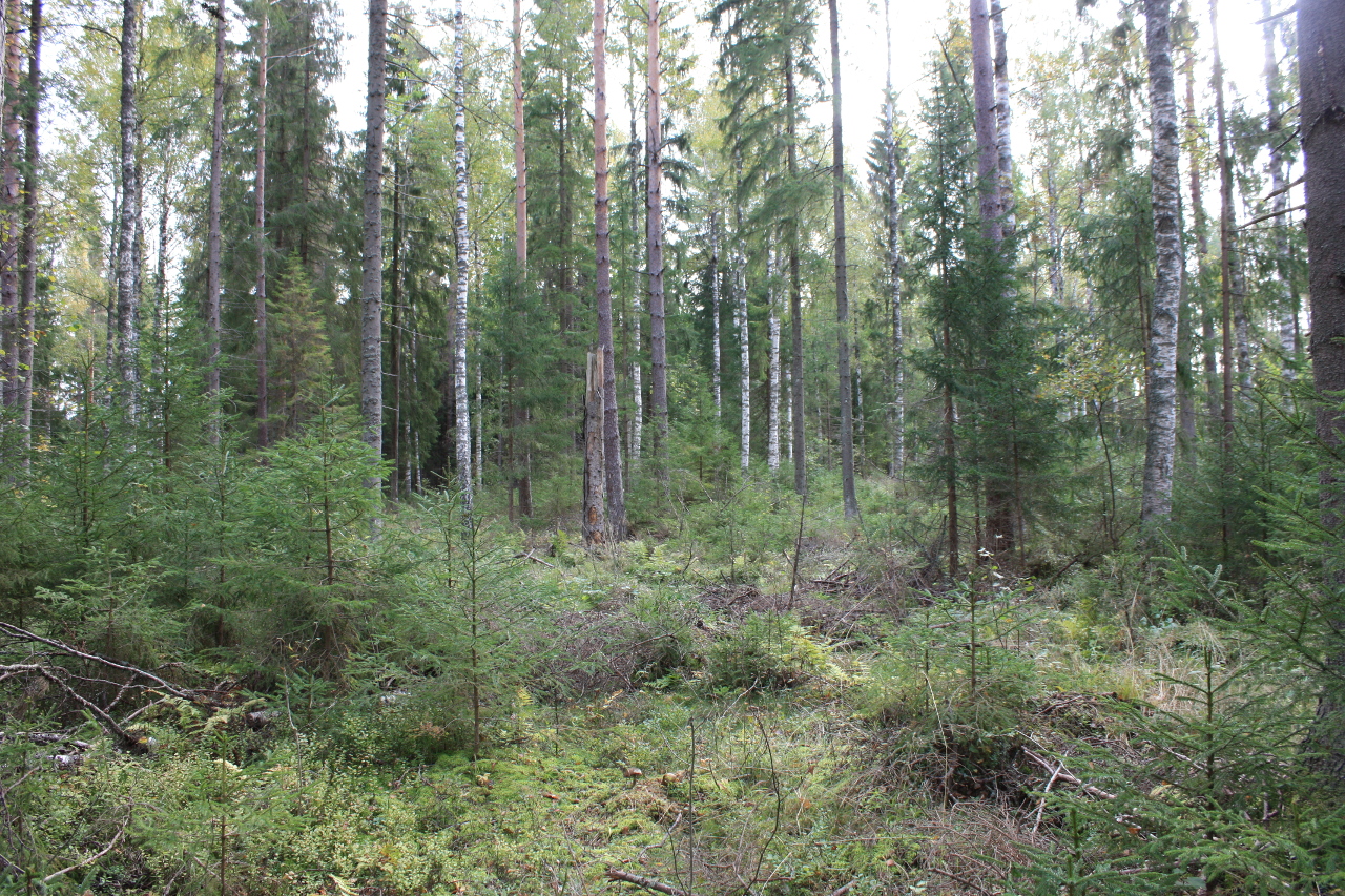 Luonnon metsä