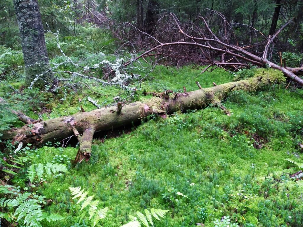 Kuva: Paula Lönnemo