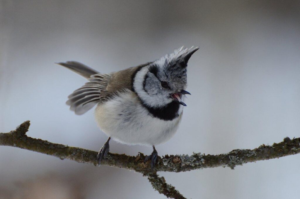 Kuva: Martti Santakari